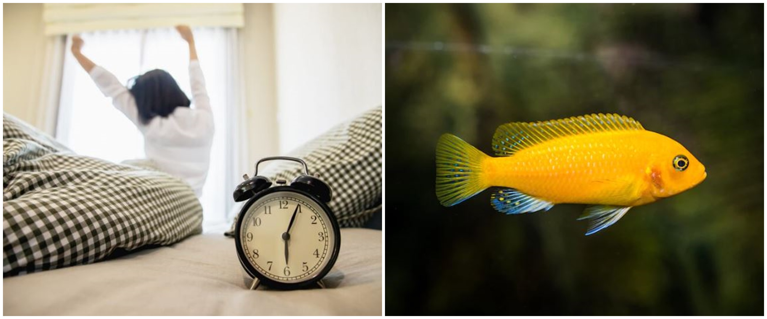 9 Arti Mimpi Melihat Ikan Membawa Makna Keberuntungan Hidup
