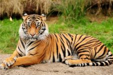 10 Hewan di dunia ini terancam punah, banyak yang dari Indonesia