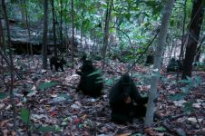 5 Pesona khas Cagar Alam Tangkoko Bitung di Sulawesi Utara