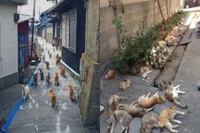 Aoshima, pulau di Jepang yang dikuasai oleh ratusan kucing liar