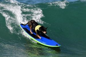 Deretan aksi keren anjing di kompetisi surfing tingkat dunia