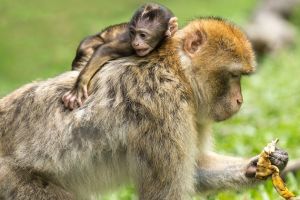 Induk monyet lindungi anaknya dari serangan anjing ini mengagumkan