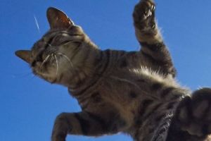 15 Aksi mengagumkan 'kucing ninja', foto-fotonya terasa hidup banget!