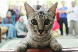 11 Momen kucing nimbrung saat berfoto, hasilnya bikin geregetan
