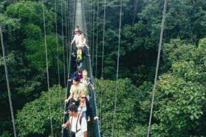 10 Jembatan gantung pohon menakjubkan di dunia, ada dari Indonesia
