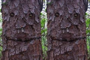 7 Pohon ini punya batang yang mirip wajah makhluk hidup