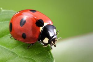 5 Jurus rahasia Si Kepik, biasanya disebut Ladybug atau Ladybird