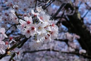 7 Spot untuk menikmati Sakura di Jepang. Cantik banget!