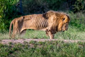 Potret memilukan singa kelaparan yang viral di medsos, akhirnya mati