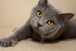 Mengetahui kepribadian kucing bisa membantumu pantau kesehatannya loh