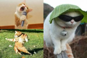 8 Kelakuan absurd kucing, aneh tapi gemesin