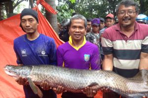 15 Fakta Arapaima Gigas, ikan air tawar terbesar yang hebohkan warga