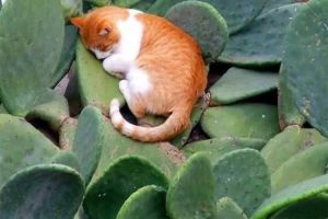 10 Momen ini buktikan kalau kucing bisa tidur di mana saja