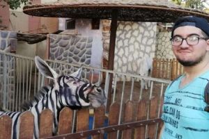 Waduh, kebun binatang ini kepergok warnai keledai biar mirip zebra