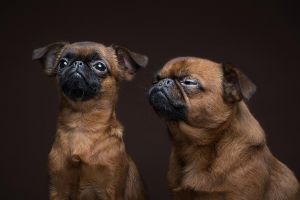 12 Potret ini tunjukkan kepribadian anjing yang ternyata mirip manusia