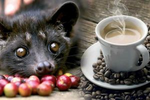 Begini sistem pencernaan luwak, hewan 'penghasil' kopi nikmat