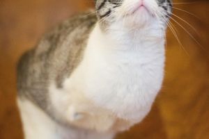 12 Kucing lucu paling populer di jagat maya ini bikin gemas