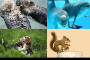 14 Fakta tentang hewan ini bikin hatimu meleleh, keren & so sweet abis