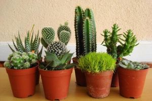 Begini 5 cara tepat merawat kaktus di dalam rumah