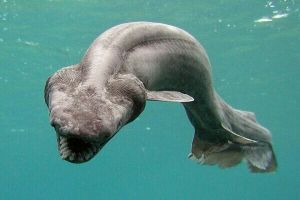 8 Spesies hiu paling aneh yang gak banyak orang tahu