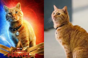 5 Fakta menarik Goose, kucing yang muncul di film Captain Marvel