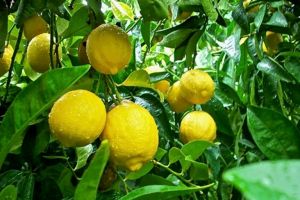 Meski rasanya asam, buah lemon justru bermanfaat bagi kesehatan