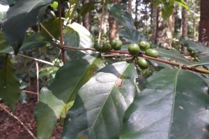 Selain bijinya, 3 bagian pohon kopi ini juga bernilai ekonomis