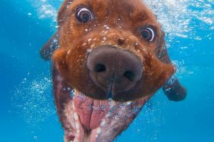 10 Potret ekspresi muka anjing sewaktu di dalam air, gemesin abis