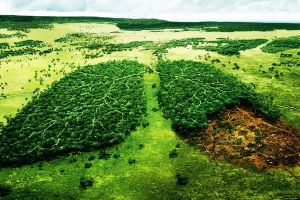 10 Fakta tentang hutan hujan Amazon, eco-region terbesar di Bumi