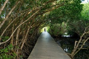 7 Wisata mangrove terindah di dunia, gak kalah cantik dari Indonesia