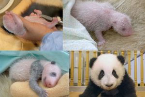 6 Foto perkembangan bayi panda dari lahir sampai bisa berjalan, gemas!