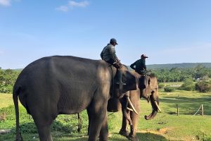 Berwisata dan belajar di Pusat Latihan Gajah Seblat, Bengkulu
