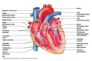Begini mekanisme kontraksi jantung yang perlu kamu tahu