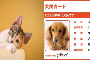 Nggak cuma manusia, kucing dan anjing di Jepang juga punya KTP