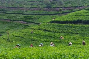 6 Fakta menarik Kaligua Paguyangan, wisata kebun teh menawan di Brebes
