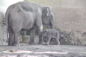 Bayi gajah betina lahir di Gembira Loka Zoo, Yogyakarta