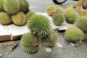 5 Keistimewaan marawin, buah langka dari hutan Kalimantan Selatan