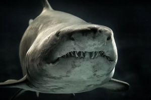 Fosil hiu berumur 330 juta tahun ditemukan di sebuah gua di Kentucky