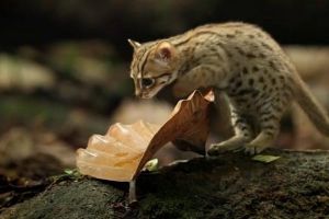 Rusty spotted cat, ras kucing terkecil di Asia yang menggemaskan