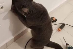9 Potret kelakuan unik kucing yang bikin geleng-geleng, kocak abis