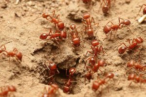 Kesal banyak semut di rumah? Ini 5 bahan ampuh untuk mengusirnya