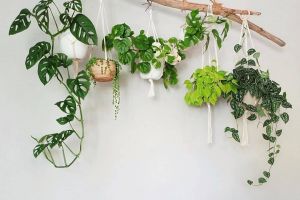 6 Ide tanaman gantung unik untuk mempercantik ruangan rumah