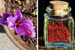 10 Fakta unik saffron, rempah termahal di dunia yang kaya manfaat
