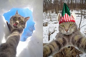 7 Potret Manny The Cat, kucing menggemaskan yang hobi selfie