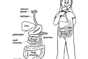 Begini sistem pencernaan zat makanan dalam tubuh manusia