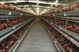 Dampak Covid-19 terhadap produksi dan kapasitas peternak ayam layer