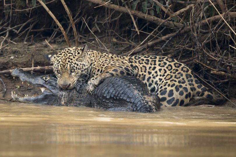 6 Foto luar biasa pertarungan jaguar dengan buaya caiman