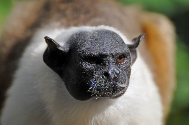 Belum Tahu Kan Binatang Aneh Tapi Nyata Di Sini Biar Kamu Perca