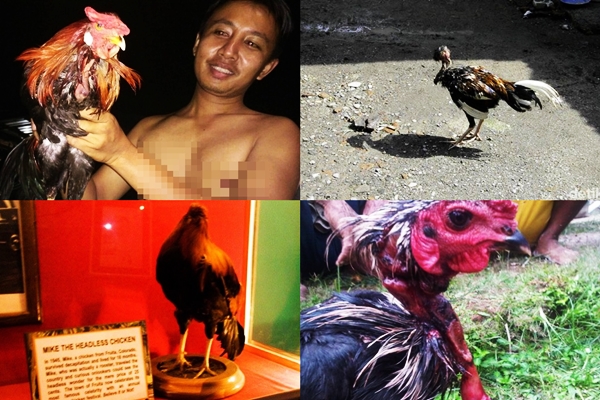 Kisah 7 ayam yang tetap bertahan hidup meski telah disembelih