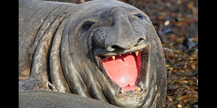 10 Potret hewan  liar tersenyum ini bikin yang lihat gemes  